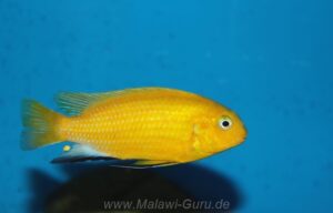 Tropheops macrophthalmus 'Makonde'